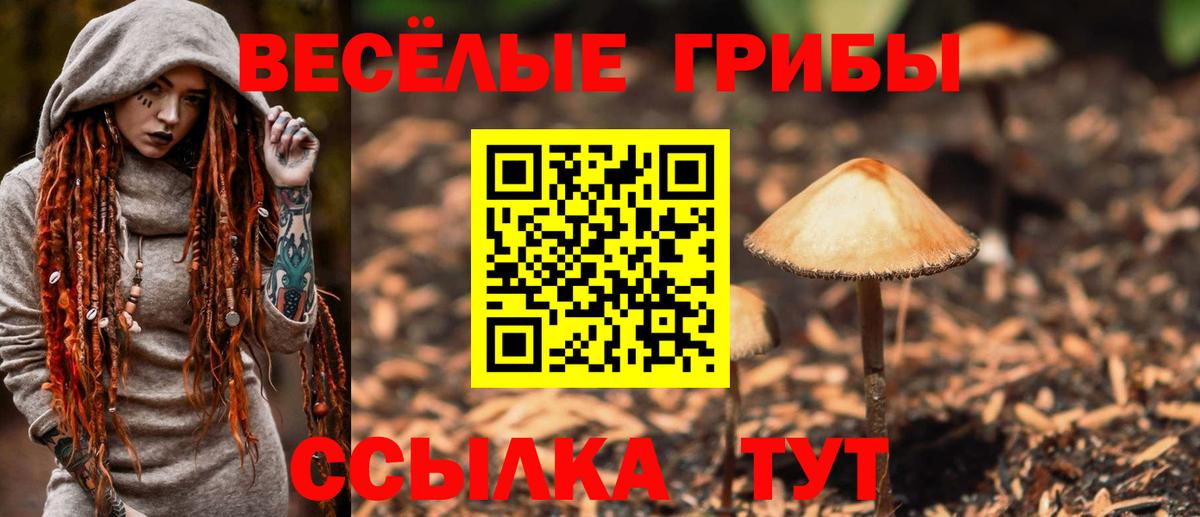 Галлюциногенные грибы Psilocybine cubensis Калининград